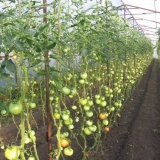 Zašto paradajz žuti i lišće se suši